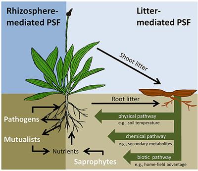 The Role of Plant Litter in Driving Plant-Soil Feedbacks